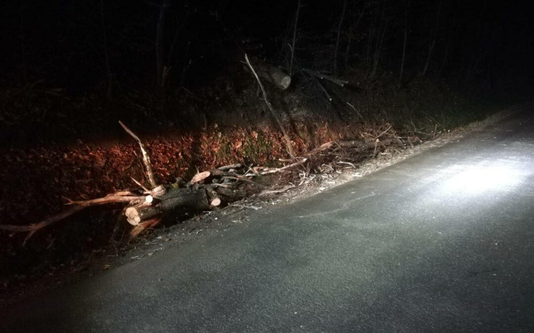 T01 | Baum über Straße im OT Laßnitzthal