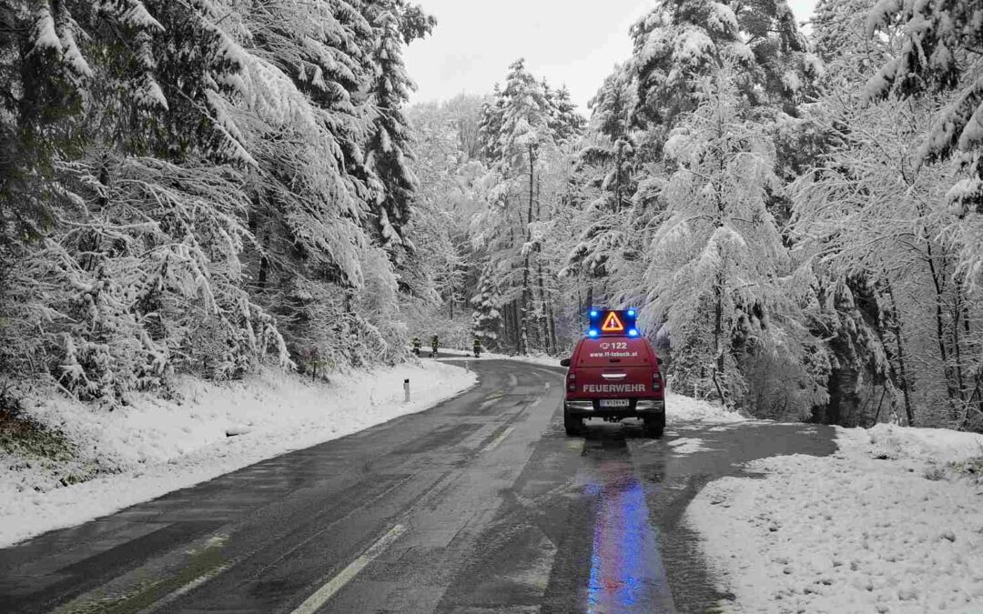 T01 |Bäume über Straßen