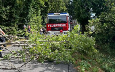 T01 | Baum über Straße
